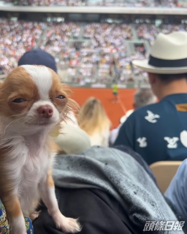 狄美摩亞的愛犬做電燈膽。